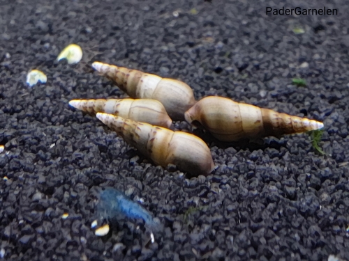 Indische Turmdeckelschnecke