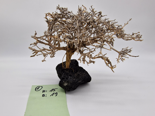Garnelenbaum M 15x19
