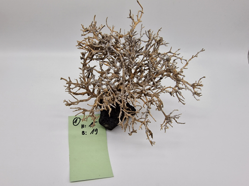 Garnelenbaum M 15x19