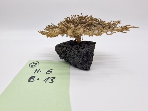 Garnelenbaum S 6x13