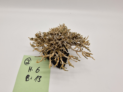 Garnelenbaum S 6x13