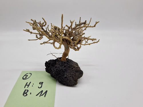 Garnelenbaum S 9x11