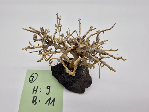 Garnelenbaum S 9x11