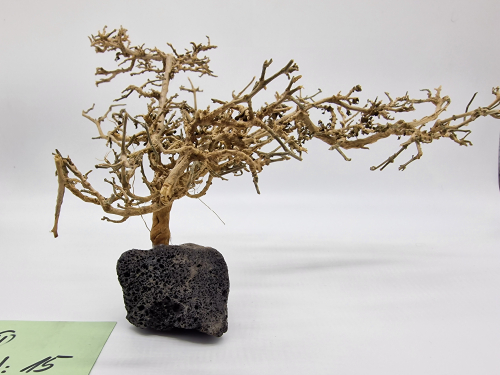 Garnelenbaum L 15x24