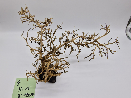 Garnelenbaum L 15x24