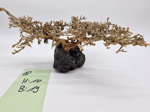 Garnelenbaum M 10x19