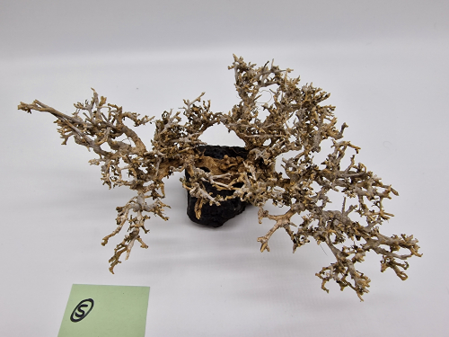 Garnelenbaum M 10x19