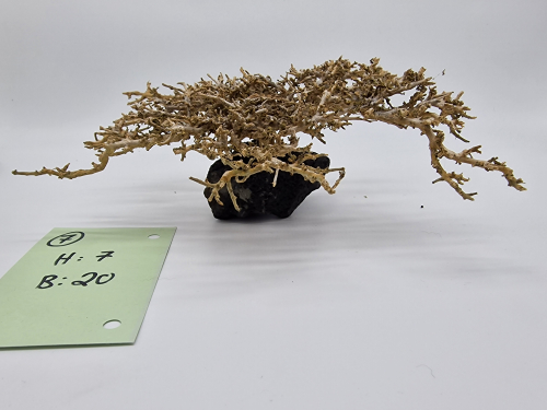 Garnelenbaum M 7x20