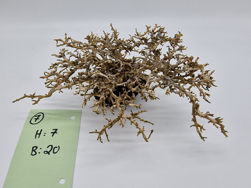 Garnelenbaum M 7x20