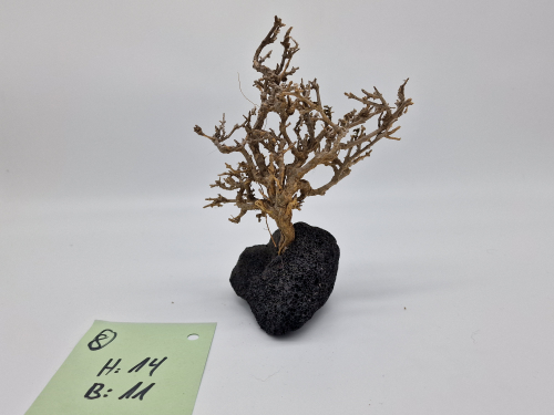 Garnelenbaum M 14x11