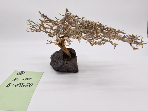 Garnelenbaum M 11x20