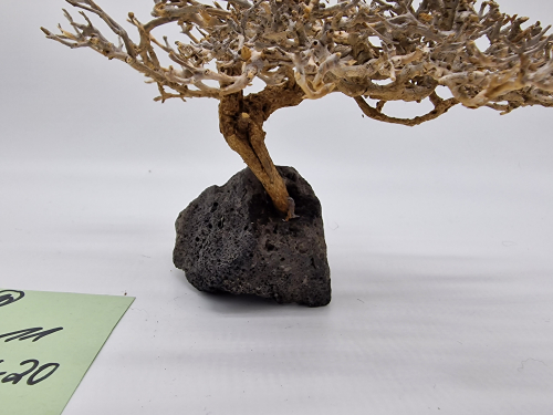 Garnelenbaum M 11x20