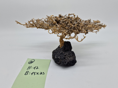 Garnelenbaum L 12x23