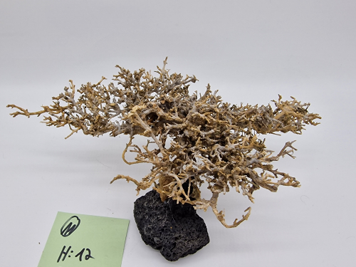 Garnelenbaum L 12x23