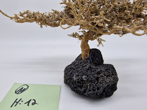 Garnelenbaum L 12x23