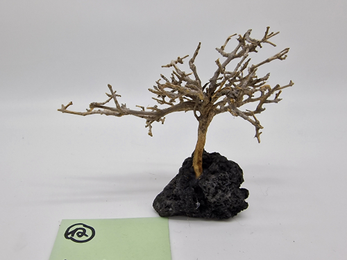 Garnelenbaum M 10x13