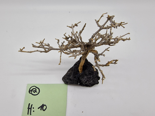 Garnelenbaum M 10x13