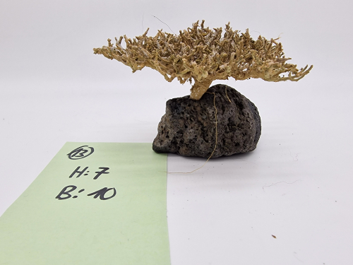 Garnelenbaum S 7x10