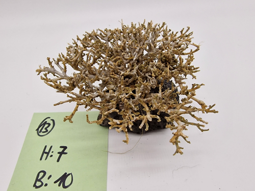 Garnelenbaum S 7x10