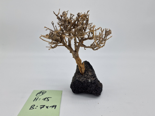 Garnelenbaum M 15x14