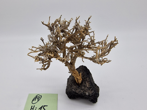 Garnelenbaum M 15x14