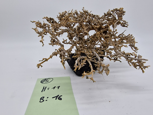 Garnelenbaum M 11x16