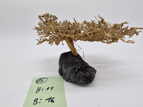 Garnelenbaum M 11x16