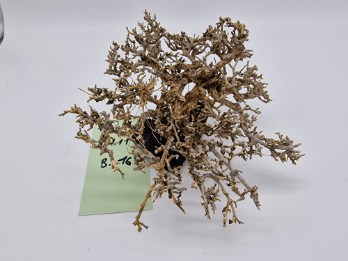 Garnelenbaum M 11x16