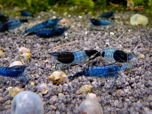 Blue Black Rili Garnele