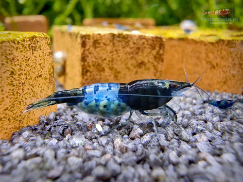 Blue Black Rili Garnele