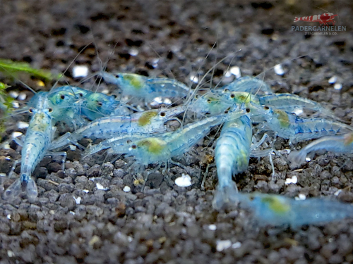 Blue Jelly Garnele