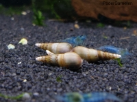 Indische Turmdeckelschnecke