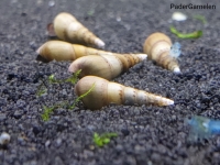 Indische Turmdeckelschnecke