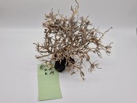 Garnelenbaum M 15x19