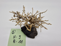 Garnelenbaum S 9x11