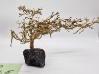 Garnelenbaum L 15x24