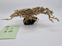 Garnelenbaum M 7x20