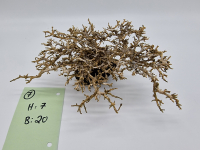 Garnelenbaum M 7x20