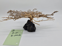 Garnelenbaum L 11x26