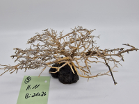 Garnelenbaum L 11x26