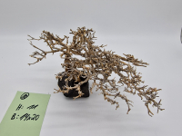 Garnelenbaum M 11x20