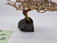 Garnelenbaum M 11x20