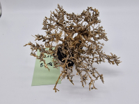 Garnelenbaum M 11x16