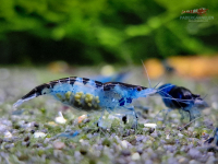 Blue Black Rili Garnele