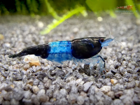 Blue Black Rili Garnele