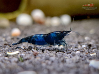 Blue Black Rili Garnele